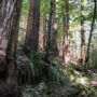 The 523-acre Tc’ih-Léh-Dûñ property contains 200 acres of old-growth coast redwoods and imperiled species habitat. Photo by Alex Herr, NCRM Inc.