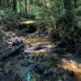 Tc’ih-Léh-Dûñ is a critical wildlife corridor, providing stream habitat for coho salmon and steelhead trout. Photo by Alex Herr, NCRM Inc.