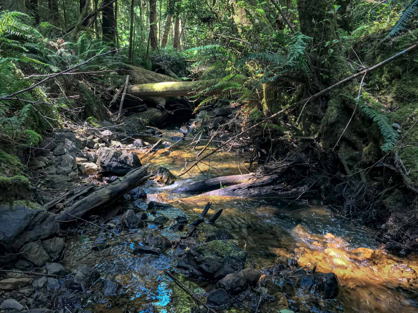 A mossy tree trunk crosses a light-dappled rocky stream running through the redwood forest on the League's Andersonia West property.