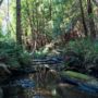 Tc’ih-Léh-Dûñ is a critical wildlife corridor, providing stream habitat for coho salmon and steelhead trout. Photo by Alex Herr, NCRM Inc.