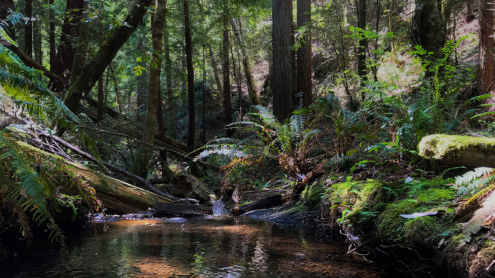 A creek on the Andersonia West property in dappled light