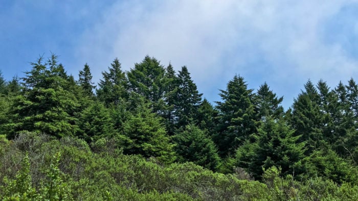 A landscape image showing the tips of redwood trees standing against a partially cloudy blue sky, peaking above a hillside filled with huckleberry and other brushy undergrowth.