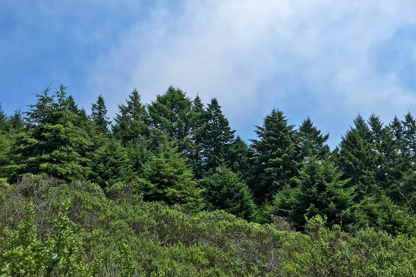 A landscape image showing the tips of redwood trees standing against a partially cloudy blue sky, peaking above a hillside filled with huckleberry and other brushy undergrowth.