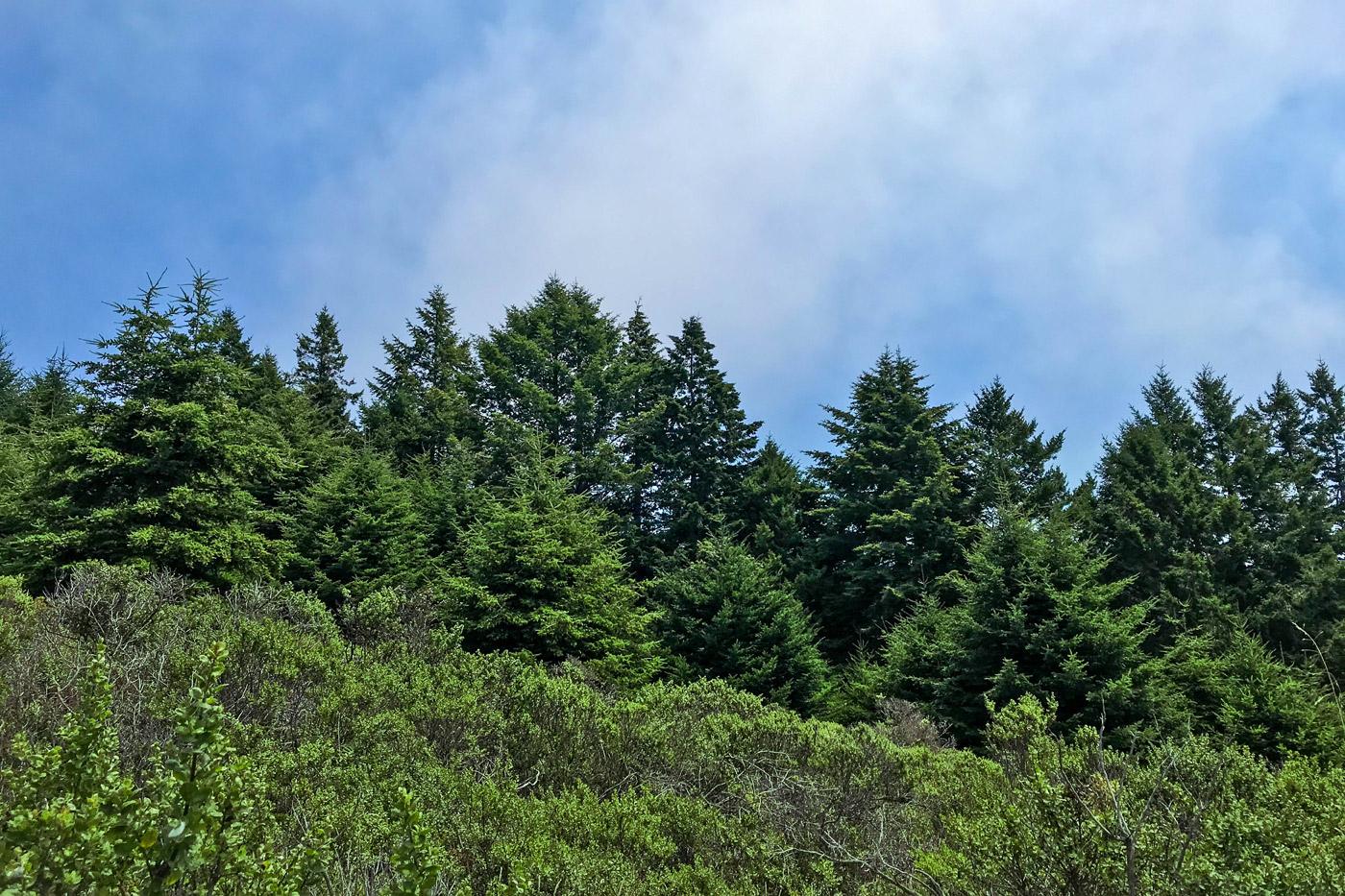 A landscape image showing the tips of redwood trees standing against a partially cloudy blue sky, peaking above a hillside filled with huckleberry and other brushy undergrowth.
