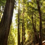 Second-growth redwood stands on Tc’ih-Léh-Dûñ.