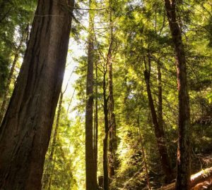 Second-growth redwood stands on Tc’ih-Léh-Dûñ.