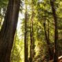 Save the Redwoods League protected Tc’ih-Léh-Dûñ and its 200 acres of old-growth coast redwoods and imperiled species habitat, then donated it to be stewarded by the InterTribal Sinkyone Wilderness Council. Photo by Alex Herr, NCRM Inc.