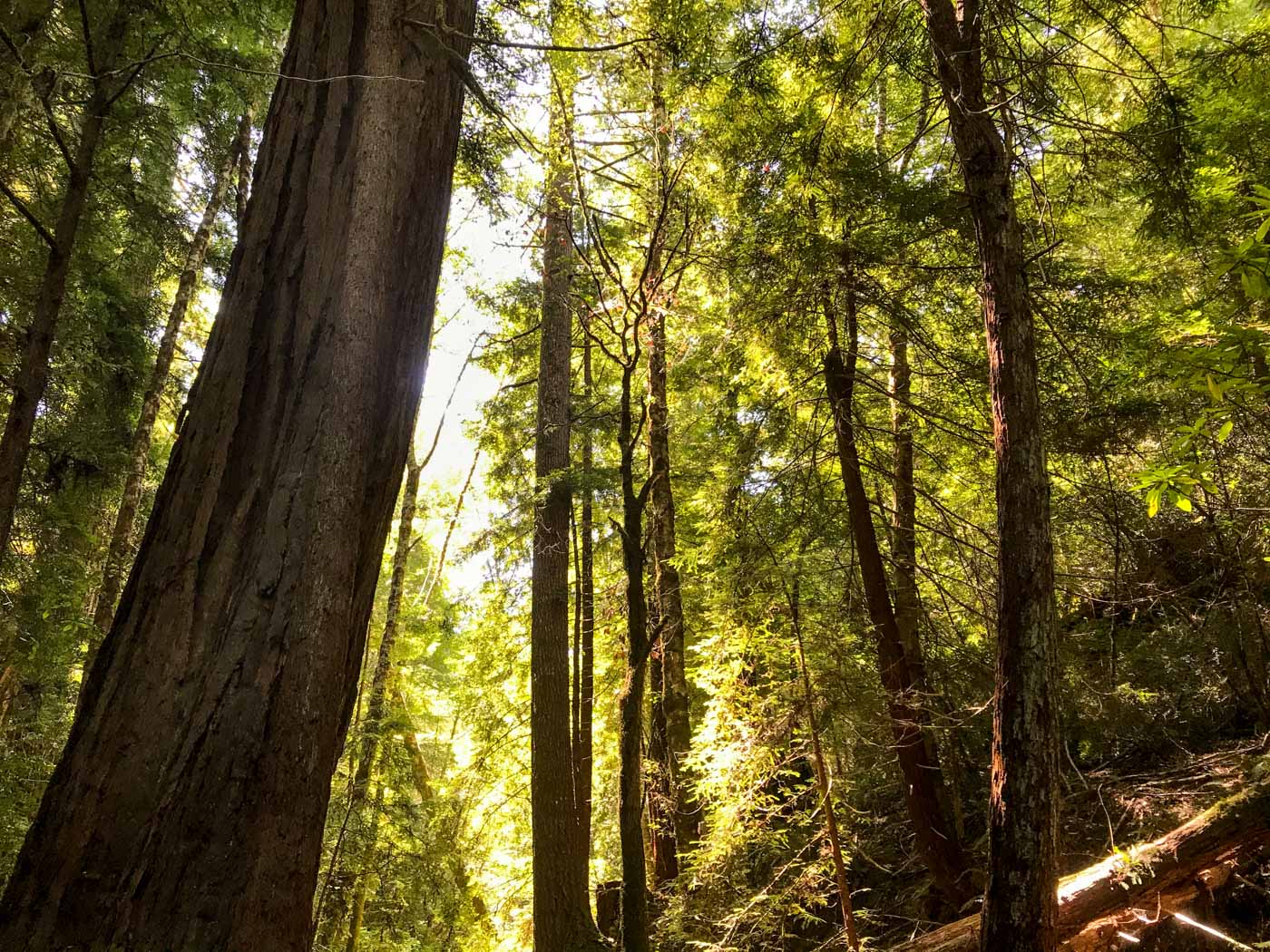 Second-growth redwood stands on Andersonia West property.