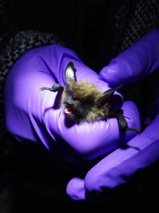 Researchers assess the differences in bat populations among both old-growth and second-growth stands. Photo by Chelsea Andreozzi, University of California, Berkeley