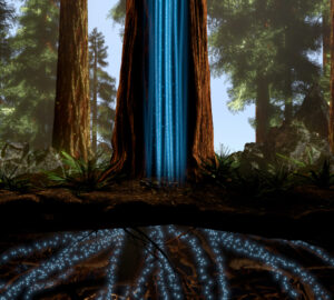 Bright blue water travels through underground roots and up the trunk of a redwood tree in this animation of water transportation in the redwoods