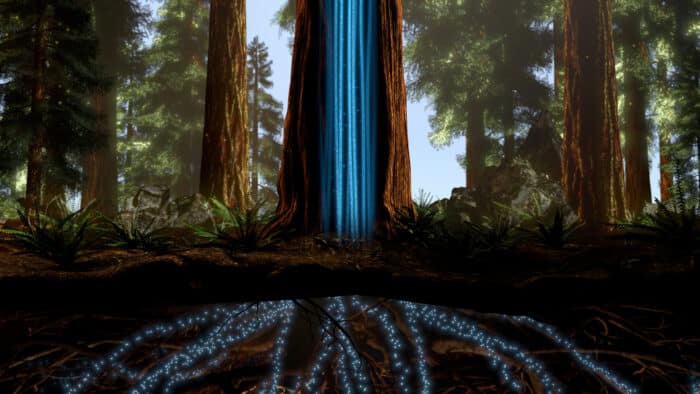 Bright blue water travels through underground roots and up the trunk of a redwood tree in this animation of water transportation in the redwoods
