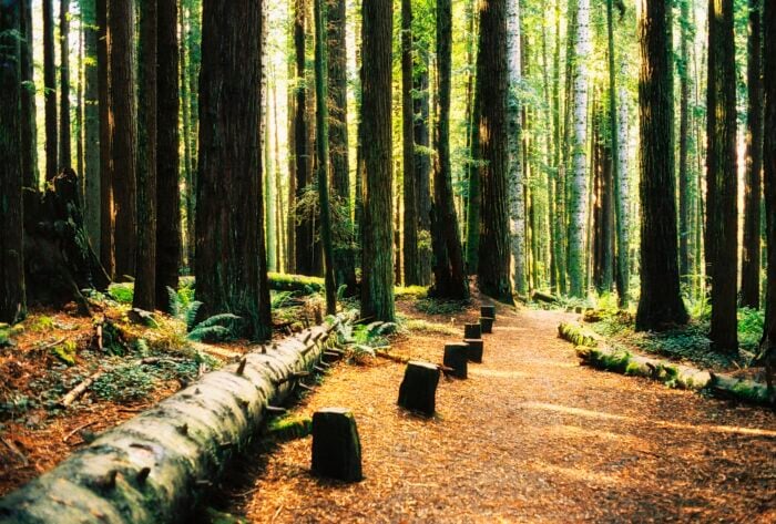A log lines the left side of a path leading into a dramatic redwood forest