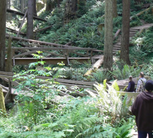 Arcata Community Forest, Photo by Peter Linehan, Flickr Creative Commons