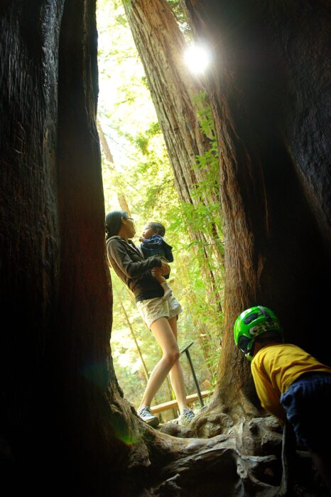 A family stands inside a hollow redwood tree