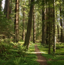 Humboldt Redwoods SP