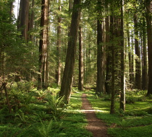 California's state parks have so much to offer, yet are underutilized. Pictured is Humboldt Redwoods SP, where League supporters have protected 50,000 acres.