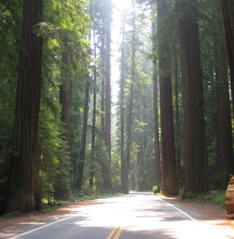 Avenue of the Giants