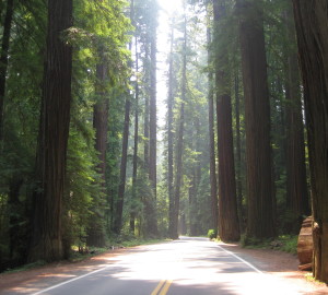 Avenue of the Giants