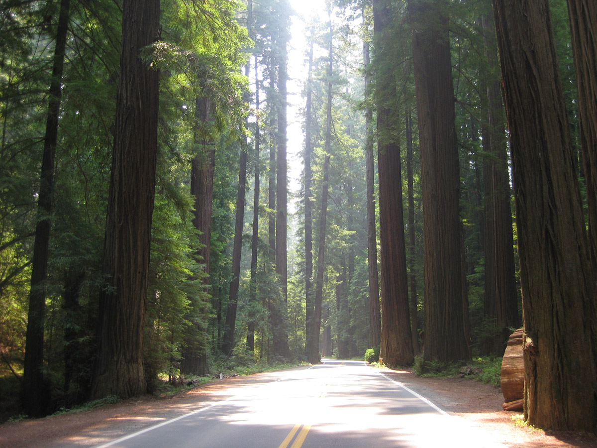 Avenue of the Giants