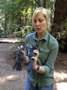 Research Elena West, explains how the juvenile Steller's jay (left) has grayer feathers relative to the adult jay (right). 