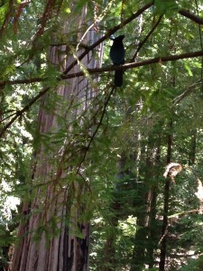 This watchful jay peers down at us, hopeful for a handout.