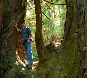 Sam Hodder, League President and CEO, explores the ancient redwoods at Big River-Mendocino Old-Growth Redwoods. Photo by Mike Shoys