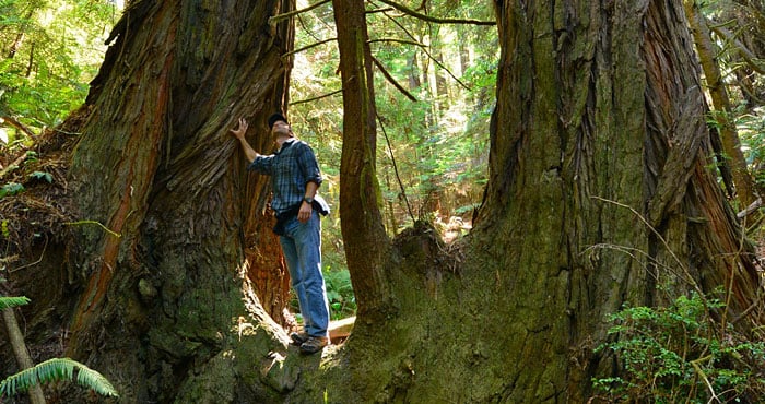 Sam Hodder, League President and CEO, explores the ancient redwoods at Big River-Mendocino Old-Growth Redwoods. Photo by Mike Shoys