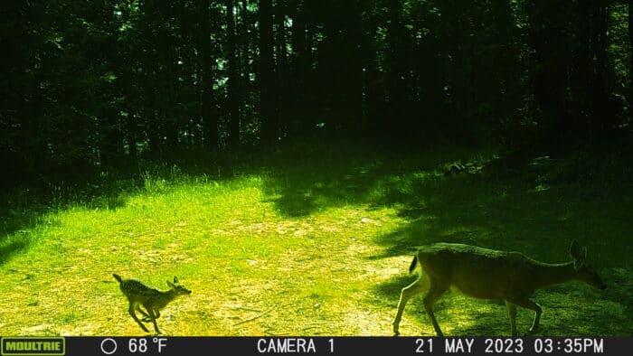 A young fawn springs after a mother deer in a bright green field