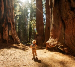 11 unique baby names inspired by the redwoods
