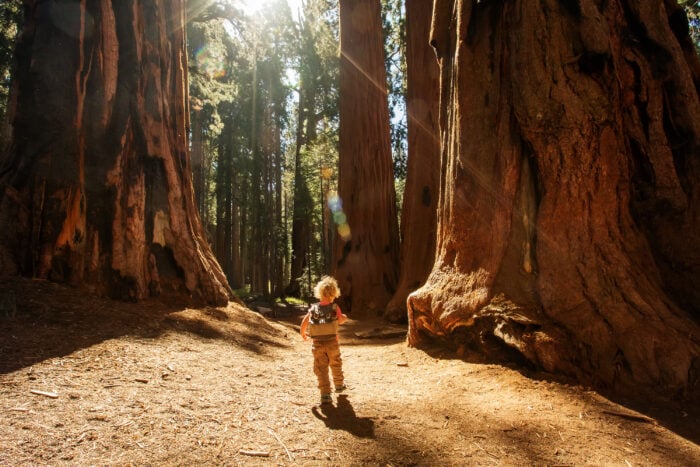 A small boy runs down a sunlit trail between giant sequoia tree trunks.