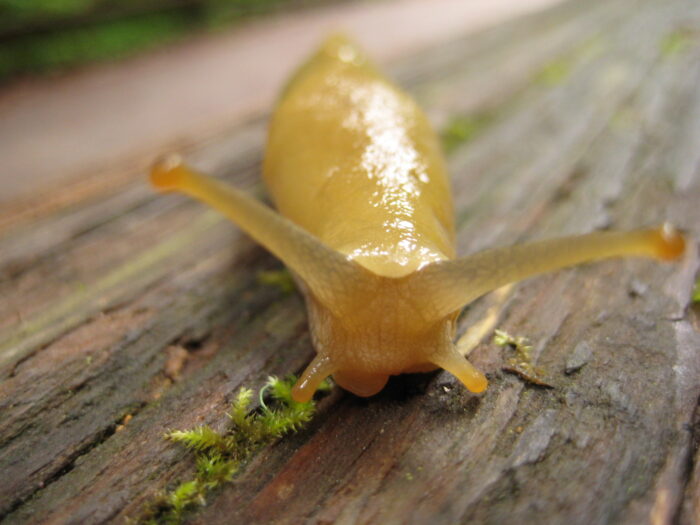 Extreme close-up of a yellow banana slug with its antennae extended atop a log
