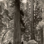 Camping at Big Basin Redwoods State Park. Photo: H.C. Tibbits, 1920s. Save the Redwoods League photograph collection. Courtesy of The Bancroft Library, University of California, Berkeley.