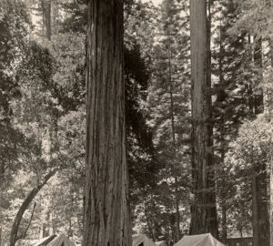 Camping at Big Basin Redwoods State Park. Photo: H.C. Tibbits, 1920s. Save the Redwoods League photograph collection. Courtesy of The Bancroft Library, University of California, Berkeley.