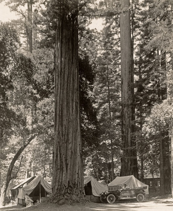 Camping at Big Basin Redwoods State Park. Photo: H.C. Tibbits, 1920s. Save the Redwoods League photograph collection. Courtesy of The Bancroft Library, University of California, Berkeley.