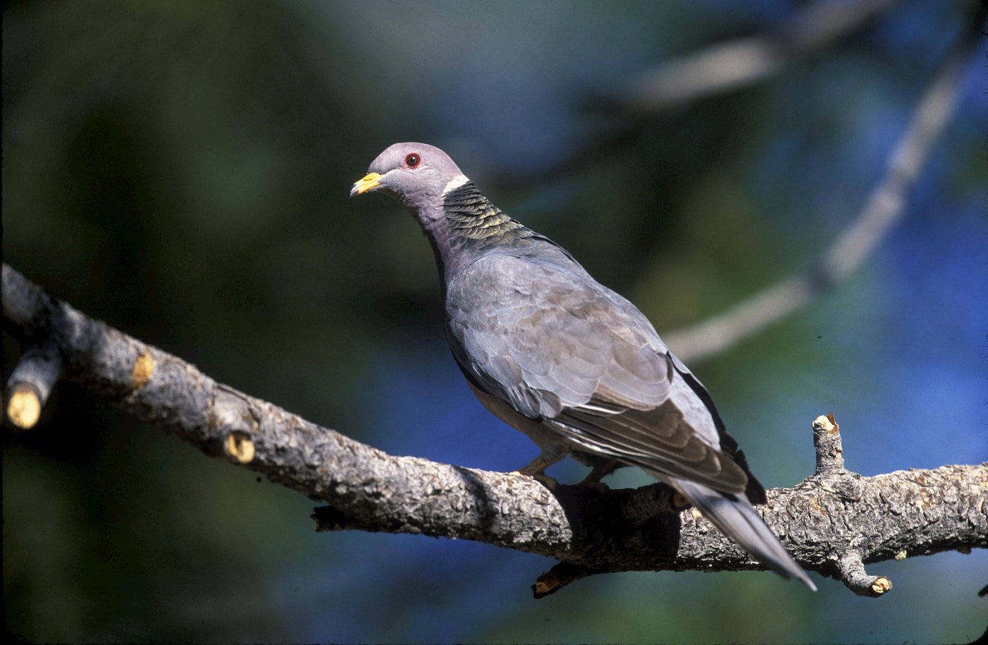 Band-tailed pigeon. Photo by Gary Kramer, USFWS.