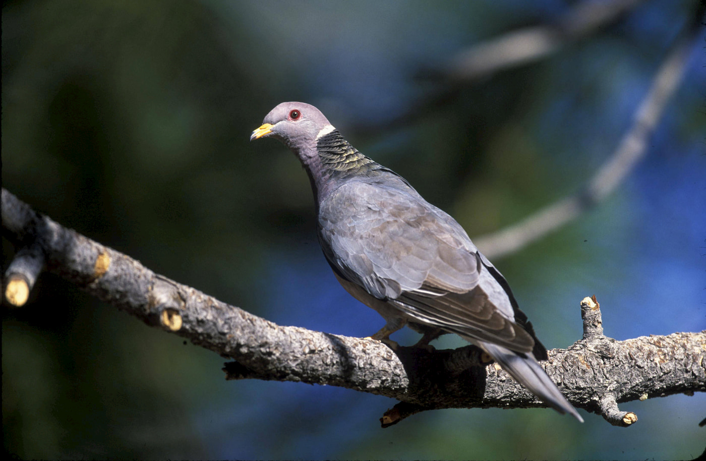 Band-tailed pigeon. Photo by Gary Kramer, USFWS.