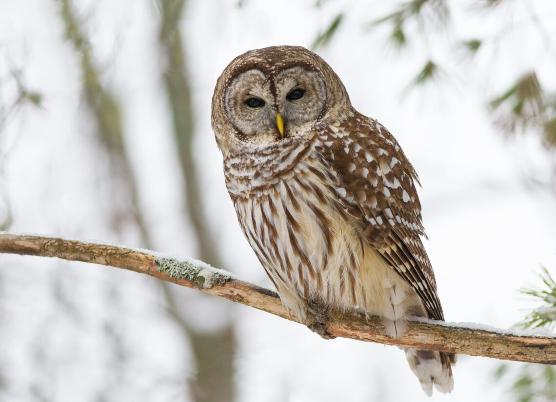 A brown and white owl perches on a branch.