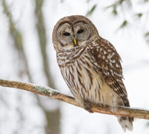 How to bar barred owls