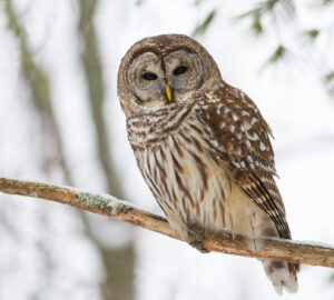 A brown and white owl perches on a branch.