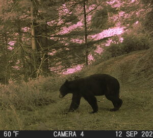 Caught on camera: Majestic elk, playful fawns, slinky mountain lions