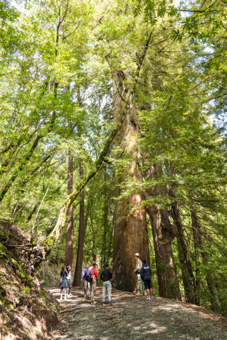 Photo by Alisha Laborico, courtesy Midpeninsula Regional Open Space District.