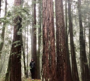 A woman stands in the middle of tall redwood trees