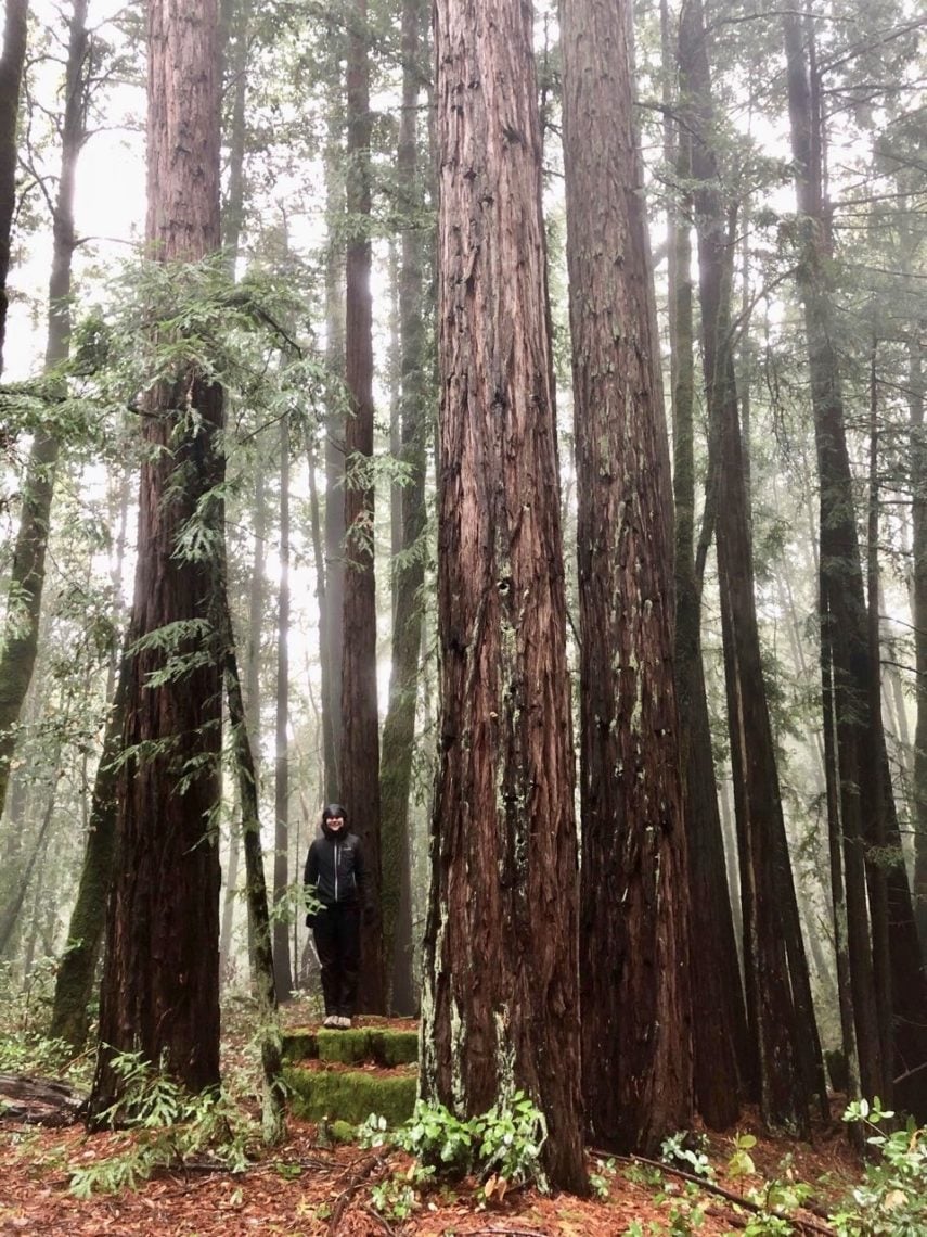 A woman stands in the middle of tall redwood trees