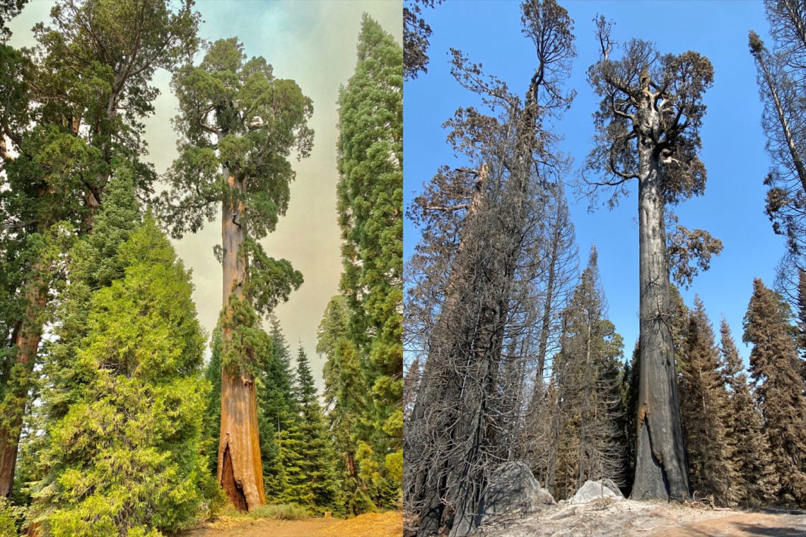 Bill's tree before and after Castle fire