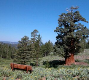 Bennett Juniper Tree and bench looking over mountain vista