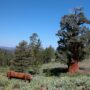 Bennett Juniper, the largest known juniper tree in the world, is estimated to be more than 3,000 years old. Photo courtesy of Save the Redwoods League.