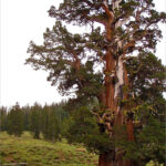 person next to gnarled ancient juniper tree on a grey day