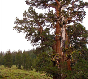 person next to gnarled ancient juniper tree on a grey day