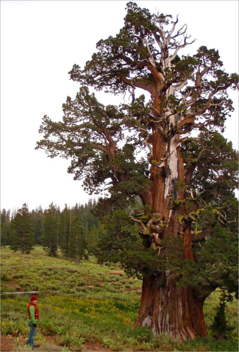 person next to gnarled ancient juniper tree on a grey day