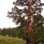 Bennett Juniper, the largest known juniper tree in the world, is estimated to be more than 3,000 years old. Photo courtesy of Save the Redwoods League.